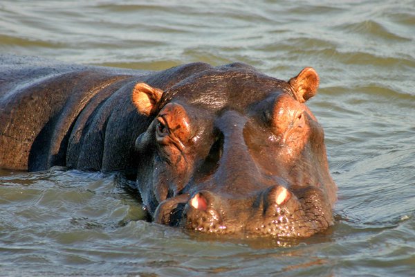 St. Lucia Game Reserve St. Lucia Game Reserve | Avventure nel Mondo