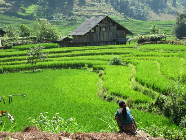 Risaie del Vietnam Risaie del Vietnam | Avventure nel Mondo